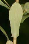 Warty spurge